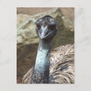 Emu Postcard