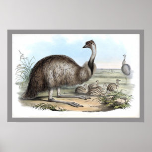 Emu Poster