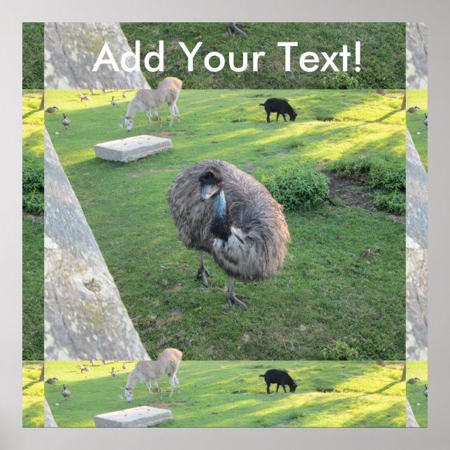 Emu Poster (Front)