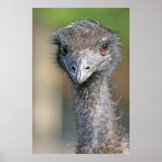 Emu Poster