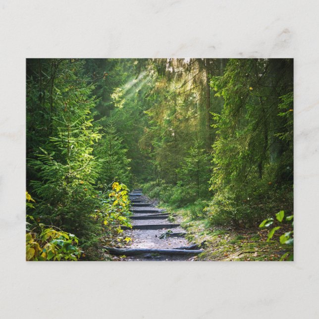 Enchanted Forest Path 1 Postcard (Front)