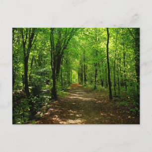 Enchanted Forest Road 5 Postcard