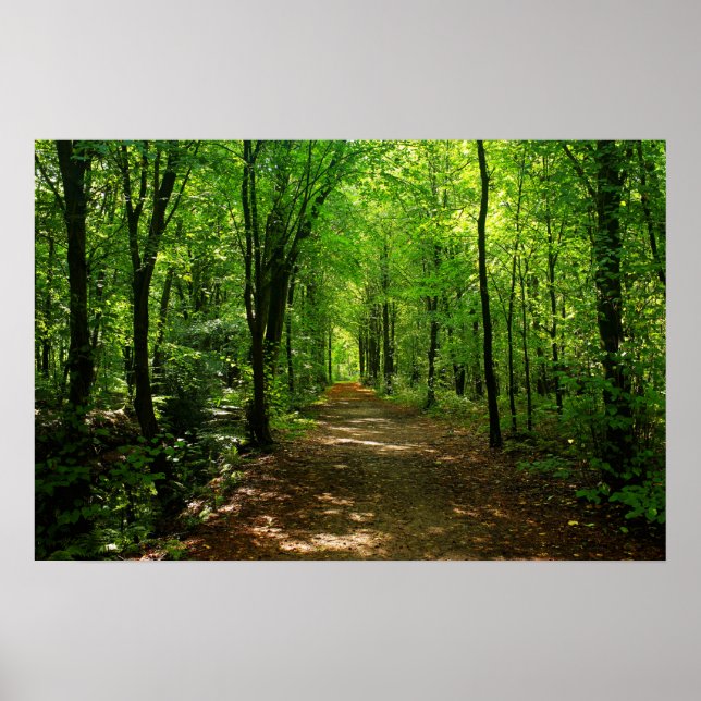 Enchanted Forest Road 5 Poster (Front)