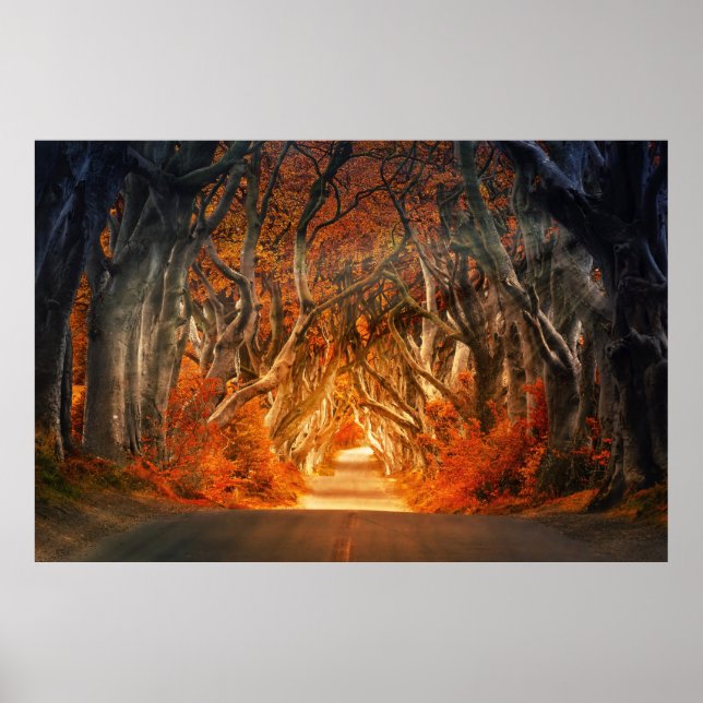 Enchanted Forest Road   Poster (Front)