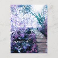 enchanted path