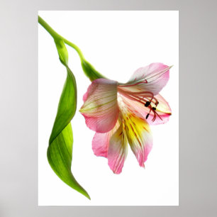 Enchantment Fine Art Print/Poster Poster