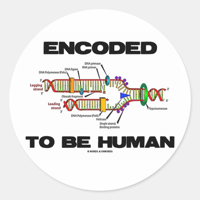 Encoded To Be Human (DNA Replication) Classic Round Sticker (Front)