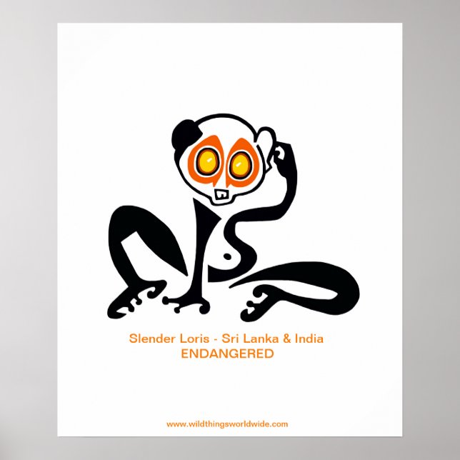 Endangered animal  -Slow LORIS - poster (Front)