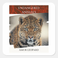 Endangered Animals - Amur Leopard