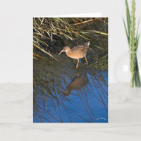 Endangered Clapper Rail