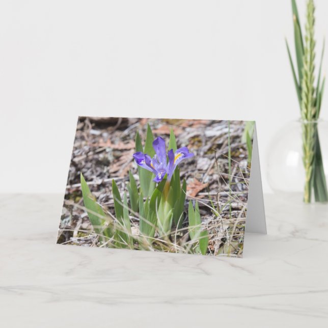 Endangered Dwarf Lake Iris Notecard (Front)