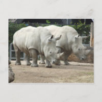 Endangered Northern White Rhinos