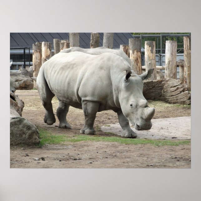 Endangered Northern White Rhinos Poster (Front)