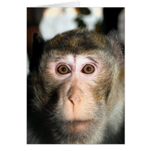 Endangered Rainforest Ape