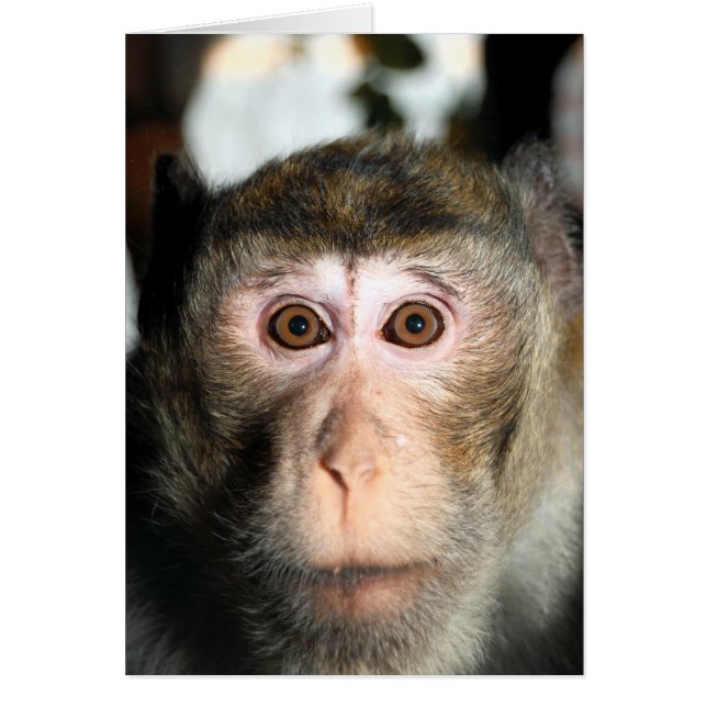 Endangered Rainforest Ape (Front)