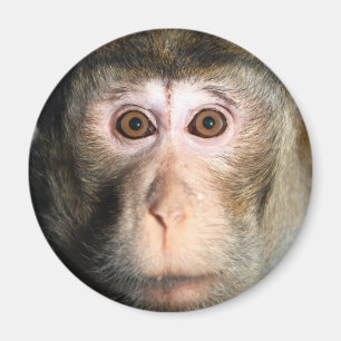 Endangered Rainforest Ape Magnet
