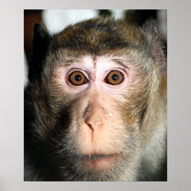 Endangered Rainforest Ape Poster (Front)