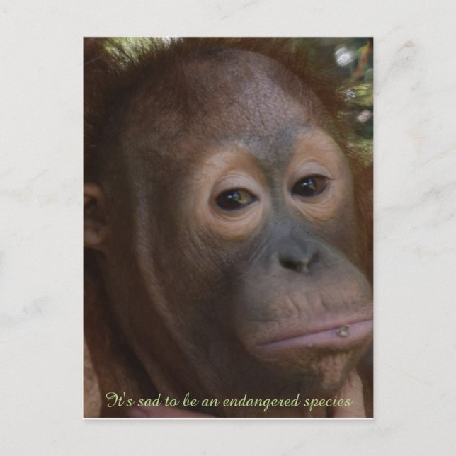 Endangered Species of Wildlife Orangutan Postcard (Front)