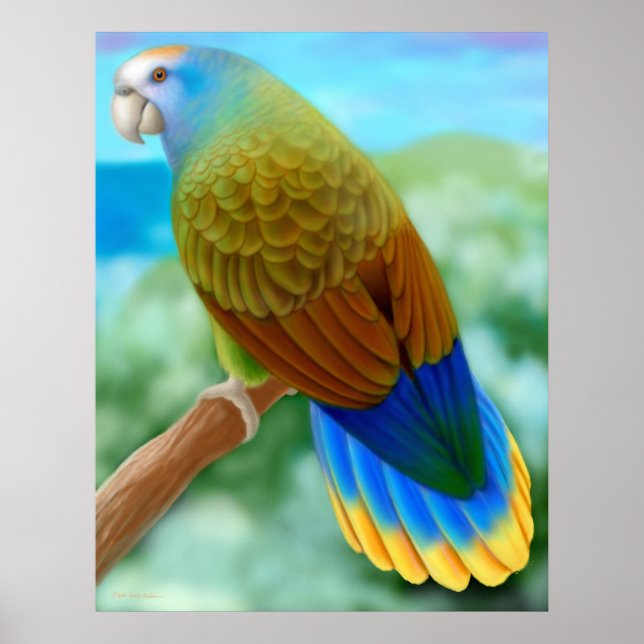 Endangered St Vincent Parrot Poster (Front)