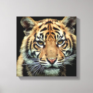 Endangered Tiger Cub Canvas Print
