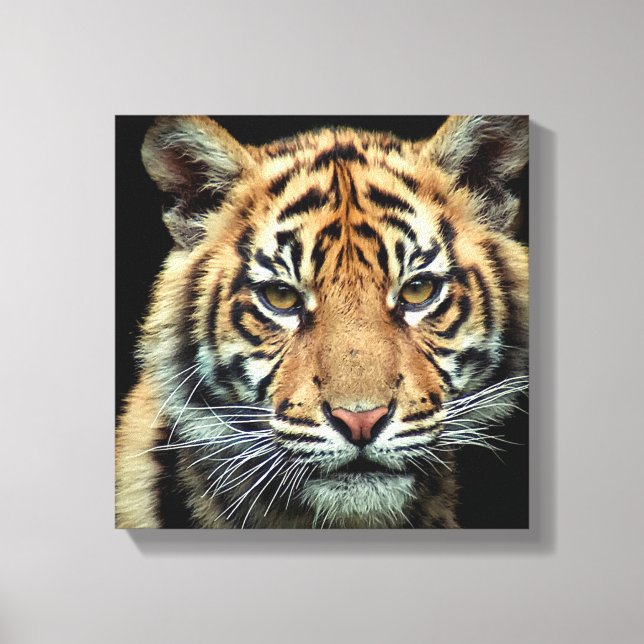 Endangered Tiger Cub Canvas Print (Front)