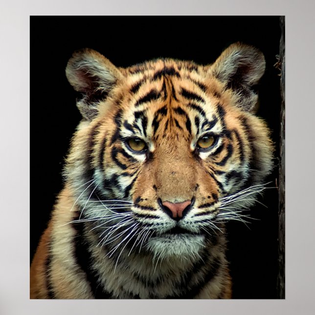 Endangered Tiger Cub Poster (Front)