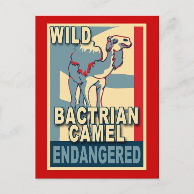 Endangered Wild Bactrian Camel Pop Art Tshirts Postcard (Front)
