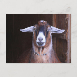 Endearing And Cute Goat Postcard