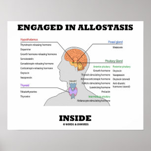 Engaged In Allostasis Inside (Endocrine Hormones) Poster