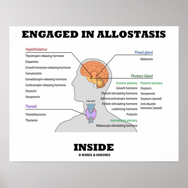 Engaged In Allostasis Inside (Endocrine Hormones) Poster (Front)