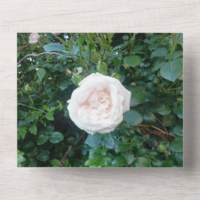 Engagement Invitation White Rose Photo (Front)