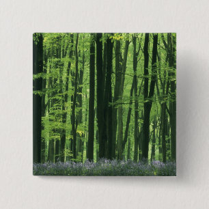 England, Beech forest & Bluebells 15 Cm Square Badge