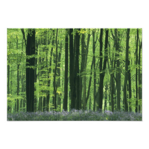 England, Beech forest & Bluebells Photo Print