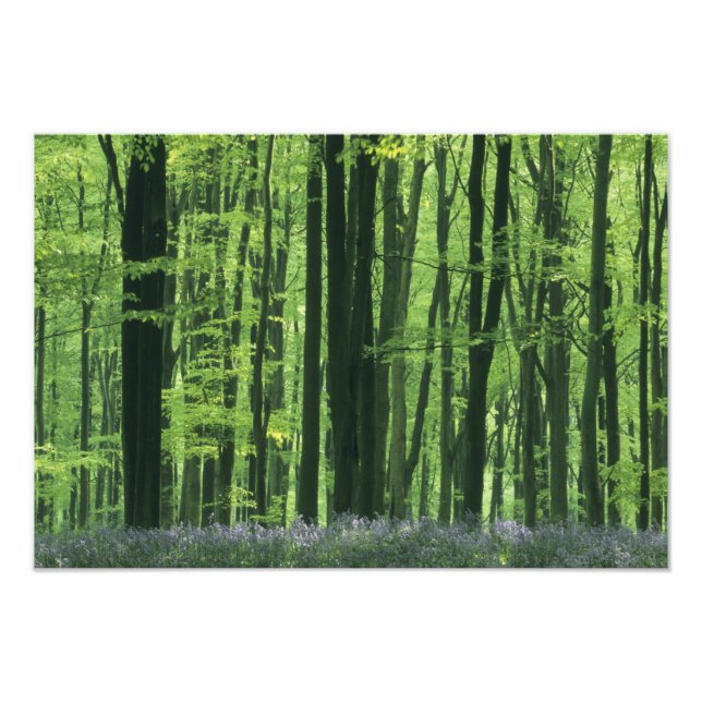 England, Beech forest & Bluebells Photo Print (Front)