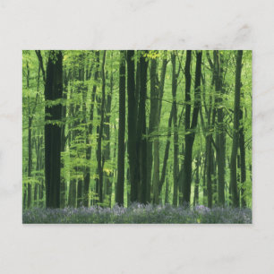 England, Beech forest & Bluebells Postcard