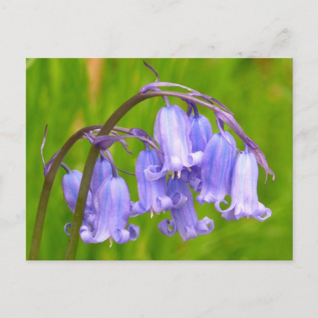 English Bluebell Flower Postcard (Front)