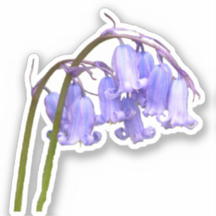 English Bluebell Flower Sticker