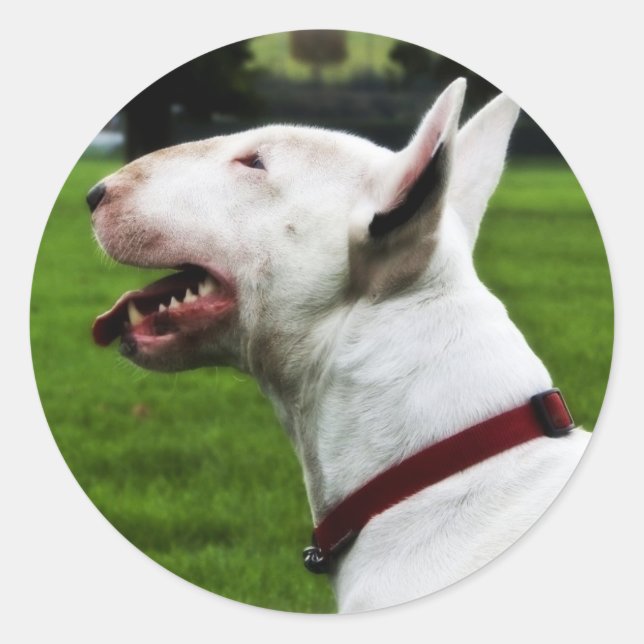 English Bull Terrier Classic Round Sticker (Front)