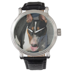 English bull terrier dog watch