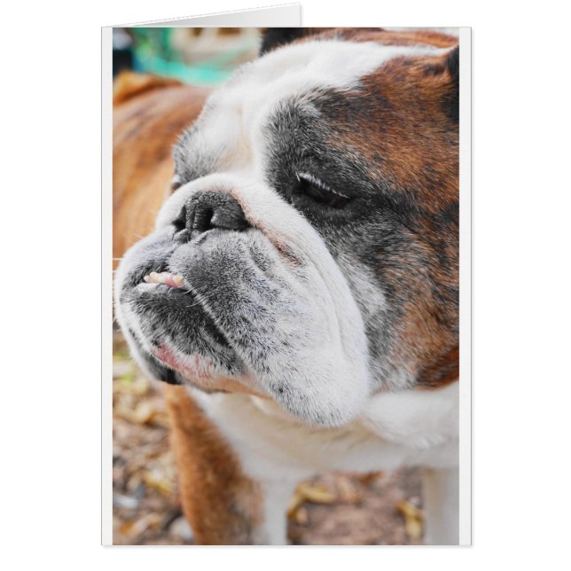 English Bulldog (Front)