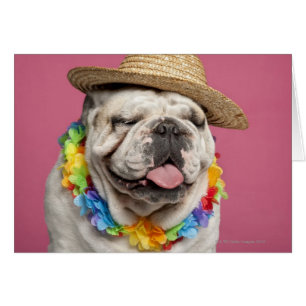 English Bulldog (18 months old) wearing a straw