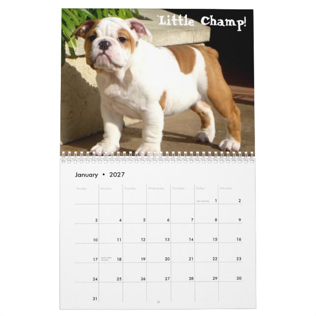 English Bulldog 2014 Custom Printed Calendar (Jan 2027)