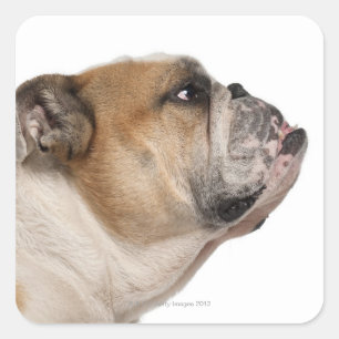 English Bulldog (6 years old) Square Sticker