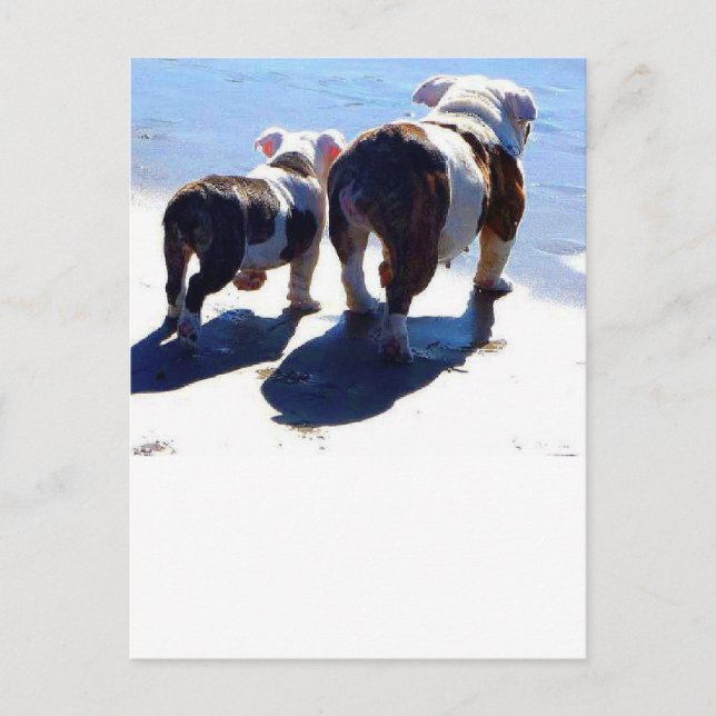 English Bulldog and Puppy Postcard (Front)