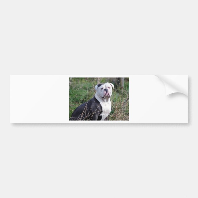 English Bulldog Bumper Sticker (Front)