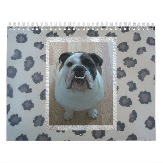 English bulldog calendar! calendar