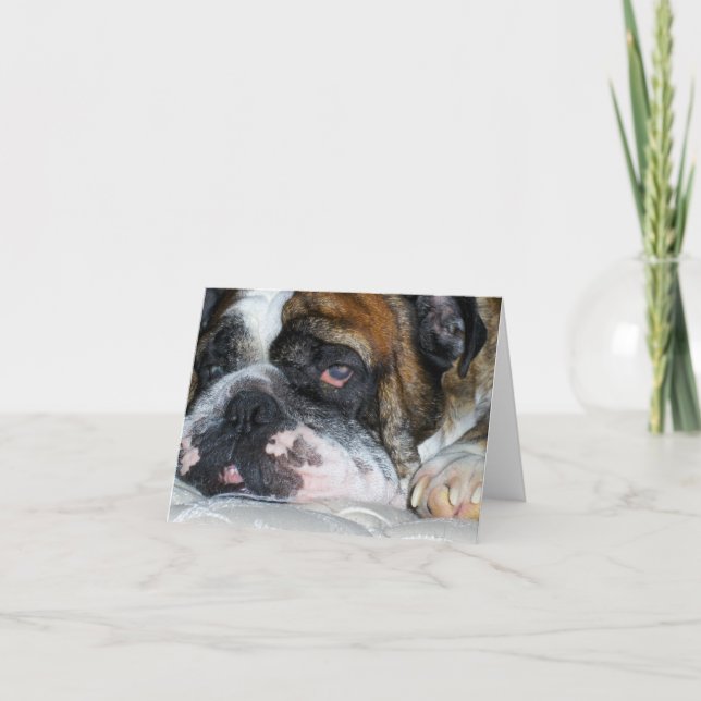 English bulldog folding note card (Front)