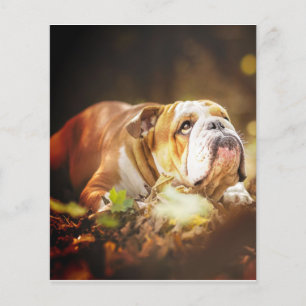 English Bulldog Forest Photo Flyer