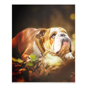 English Bulldog Forest Photo Print