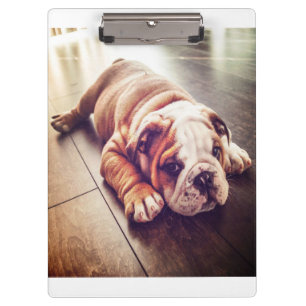 English Bulldog Lying Dog   Dog Photo Clipboard